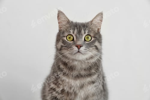 Preview: Adorable grey tabby cat on light background