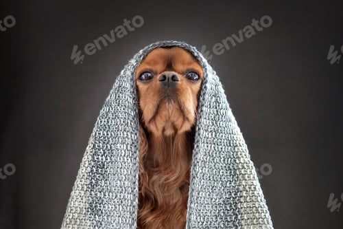 Preview: Funny dog covered with blanket