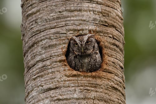 Preview: Eastern Screech Owl in Southern Florida