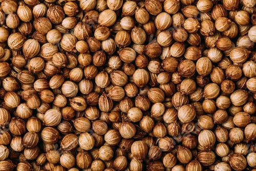 Preview: Coriander seeds. Coriander dry seeds background.