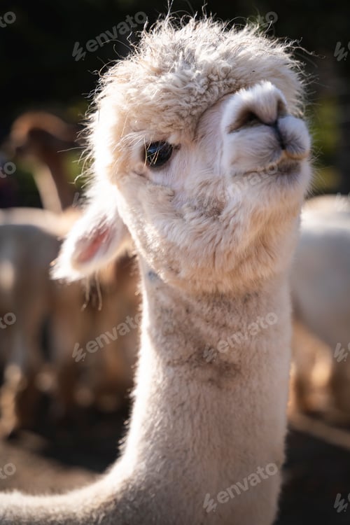 Preview: Closeup shot of a cute white Alpaca (Vicugna pacos) at a farm on the sunny blurred background