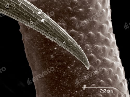 Preview: Tarsus of Ladybug larva, Coccinellidae SEM