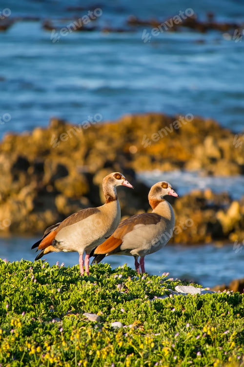Preview: Egyptian Goose, Walker Bay Nature Reserve, South Africa