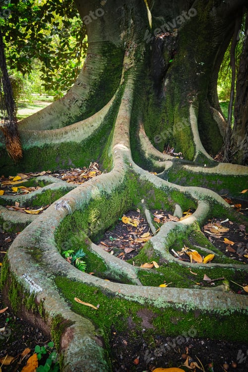 Preview: Ficus macrophylla trunk and roots close up