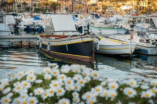 Preview: old town and beautiful boats at port and daisies in the foreground of Santa Margherita Ligure, Italy