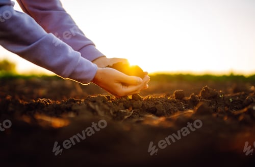 Preview: Female hands touching soil on the field at sunset. Agriculture, organic gardening, planting concept.