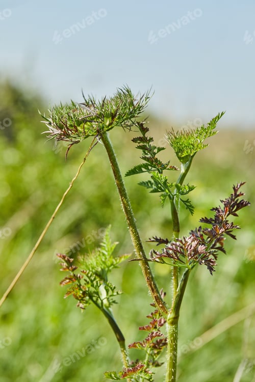 Preview: Flowers bloom against a green field and blue sky in high definition