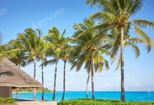 Preview: Beautiful beach with coconut palm trees on a sunny day, the perfect summer vacation concept.