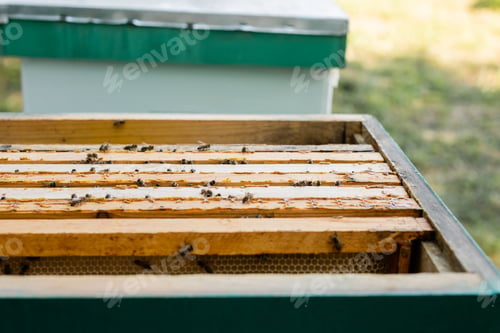 Preview: bees on wooden honeycomb frames in beehive on apiary