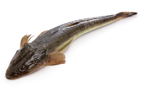 Preview: Bartail flathead