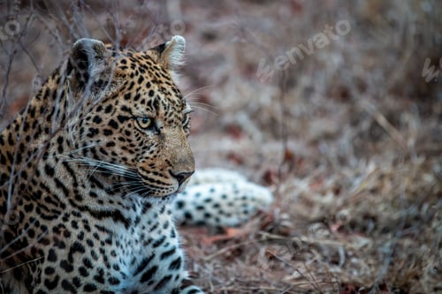 Preview: Close up of Leopard laying in the grass.