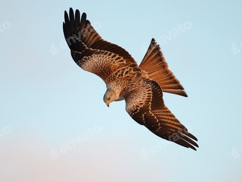 Preview: Red kite (Milvus milvus)