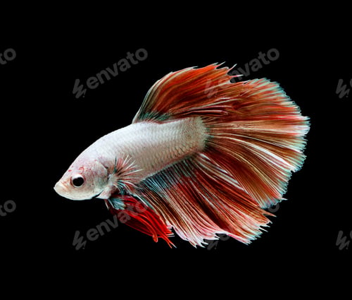 Preview: Betta fish, siamese fighting fish, betta splendens isolated on black background