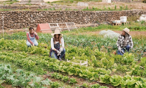 Preview: Multiracial women working on agriculture field at harvest period picking up fresh lettuce