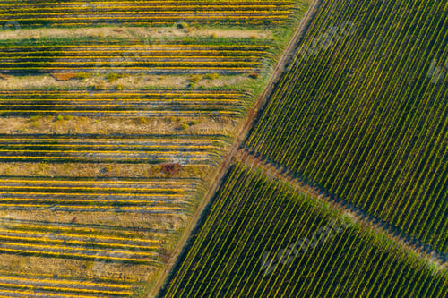 Preview: Aerial drone image of a vineyard in yellow, late afternoon lights