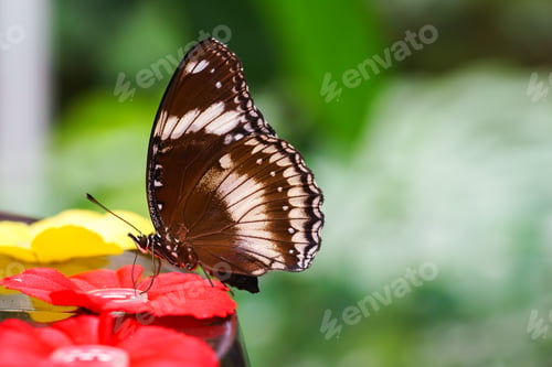 Preview: Male Hypolimnas Bolina, The Great Eggfly Butterfly Sitting On Leaf In Outdoor Garden Background