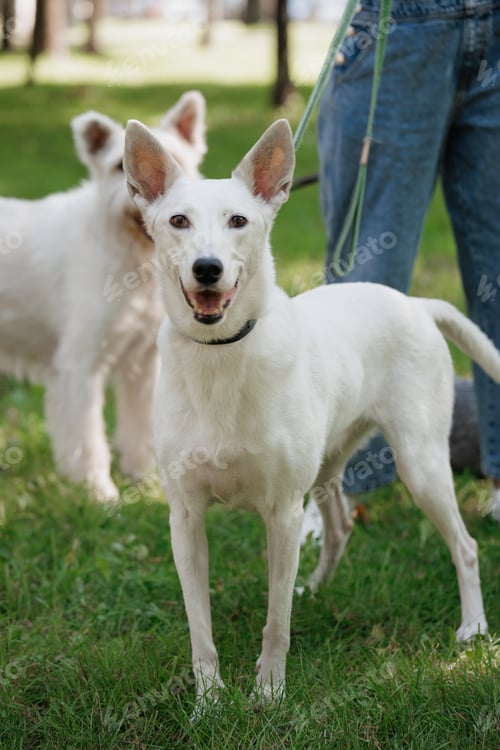 Preview: white dog walks in park on green lawn. happy pet