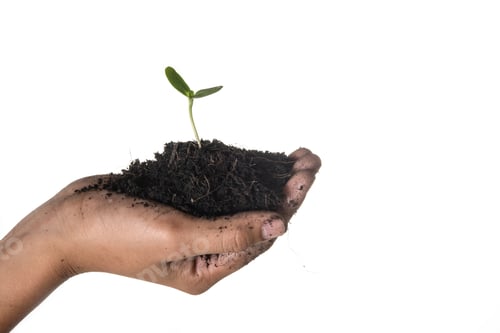 Preview: Women hand are planting the seedlings into the soil.
