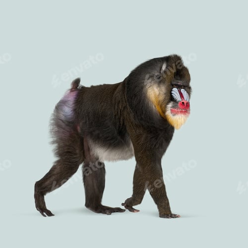 Preview: Studio shot of a mandrill walking on a light blue background