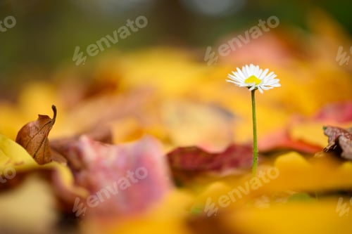 Preview: Isolated daisy flower out of dead leaves of yellow ironwood tree as resilience ability.