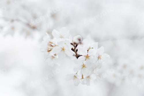 Preview: Beautiful floral spring abstract background of nature. Branches of blossoming cherry