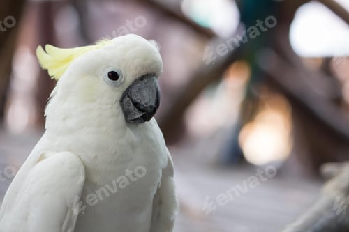 Preview: bird, cockatoo, pet, parrotsss