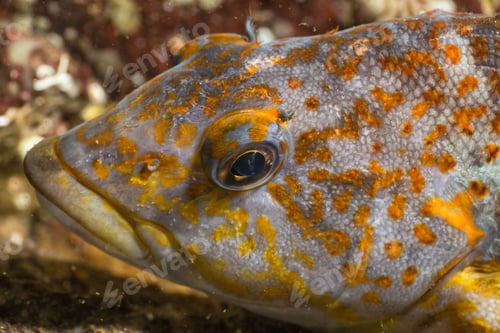 Preview: Colorful fish in Pacific Ocean