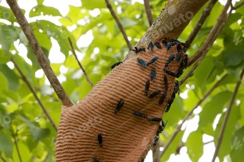 Preview: Insects Crafting a Unique Nest on a Tree in Nature