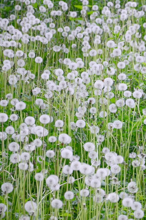 Preview: White fluffy dandelions flower in green field, natural background