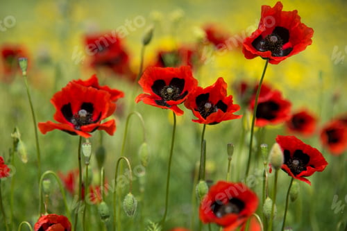 Preview: Beautiful red poppies against the background of green grass.