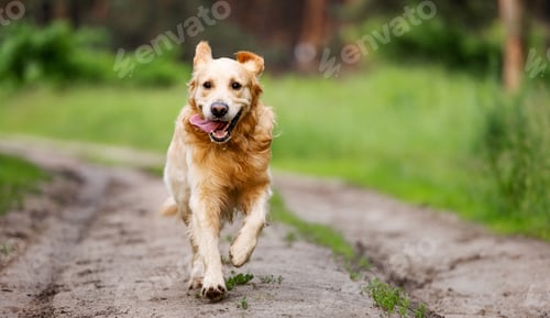 Preview: Golden retriever dog running