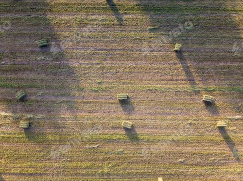 Preview: Aerial flight over Green and lush Agricultural fields on sunny morning