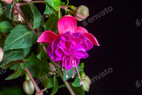 Preview: Scientific name: Fuchsia - Family: Onagraceae