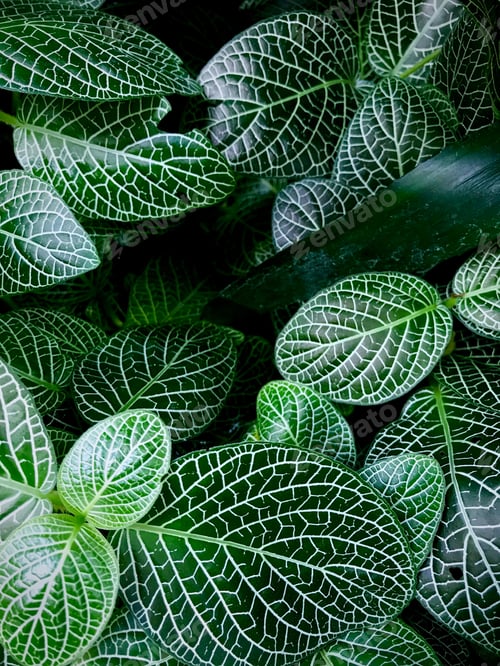 Preview: Vertical shot of fittonia leaves