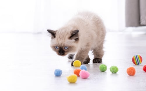 Preview: Kitten Ragdoll playing with toys