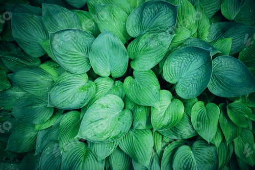 Preview: Natural green leaves background. Tropical leaf texture. Nature concept