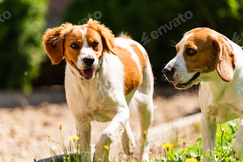 Preview: Brittany dog and Beagle dog together on sunny hot day