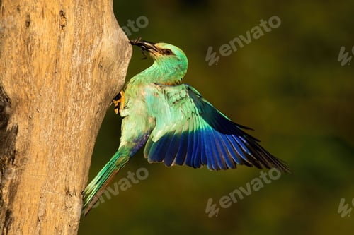 Preview: European roller holding frog in beak and landing on nest to feed young