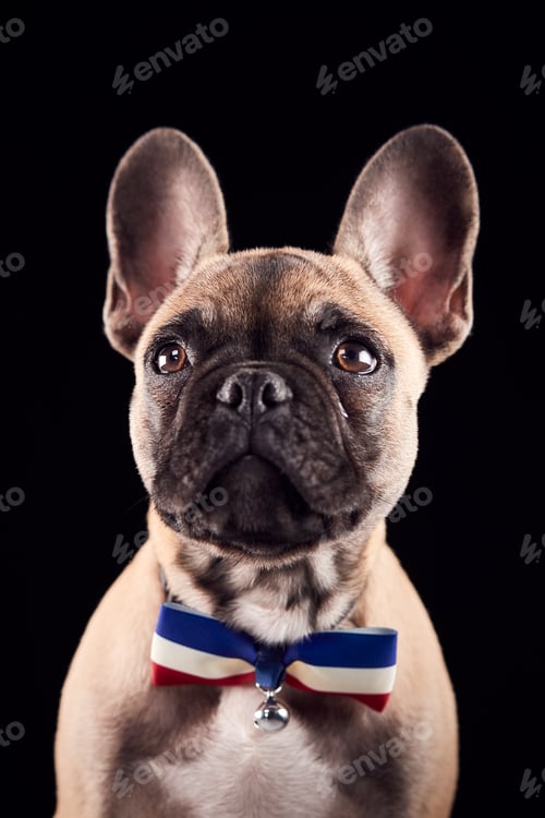 Preview: Studio Portrait Of French Bulldog Puppy Wearing Bow Tie And Collar Against Black Background