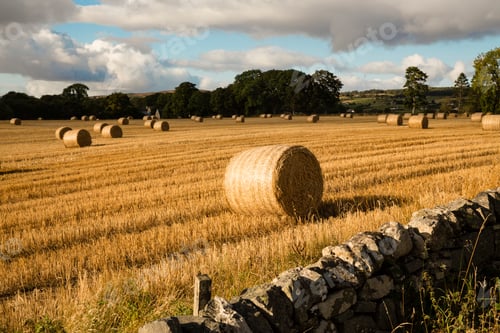 Preview: Hay bales on farmland, Dornoch, Scotland, UK
