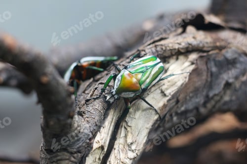 Preview: Closeup of a bug perched on a dead tree branch in a lush, natural forest setting