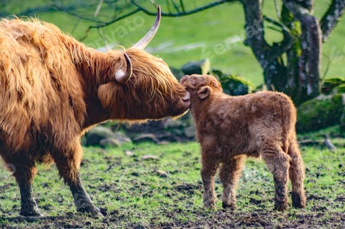 Preview: Highland cattle cow with her newborn little calf, pampering, caring, loving her furry baby