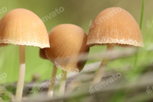 Preview: Macro Ground shot mushrooms