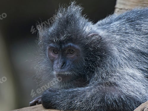 Preview: Silvery lutung (Trachypithecus cristatus)