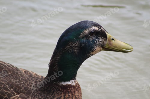 Preview: Closeup of a duck looking out over a body of water