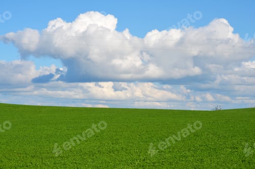 Preview: Colorful green field with white fluffy cloudy sky in the countryside