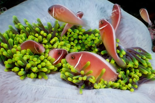 Preview: Anemonefish in anemone