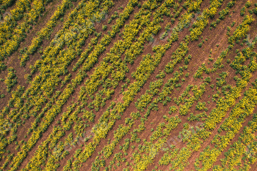 Preview: Aerial view of canola rapeseed field in poor condition