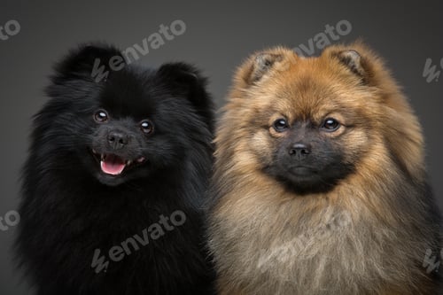 Preview: beautiful spitz dogs on grey background