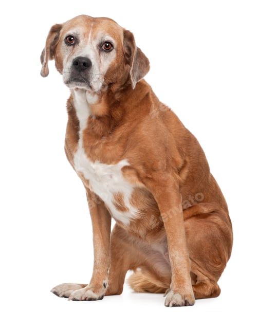 Preview: Old Mixed-breed dog, 13 years old, sitting in front of white background